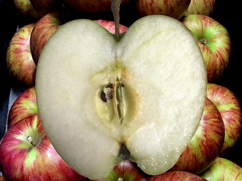 【お買い得✨ワケあり商品】加工用サンつがる3kg(バラ詰め)　青森県産りんご　数量限定