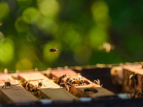 【夜市限定】養蜂家が自信をもってお届けする完全自家採集の国産はちみつ『四季の逸品』2023年産　さくら・トチはちみつセット【130ｇ×２】