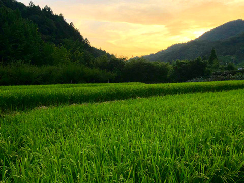 【令和５年産新米(玄米)】愛媛県自家農園　農薬・化学肥料・除草剤不使用あきたまち10kg