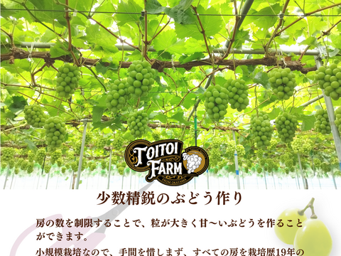 甘々シャインマスカット2房1.2kg★8月発送【お徳用】岡山県産◎農家直送