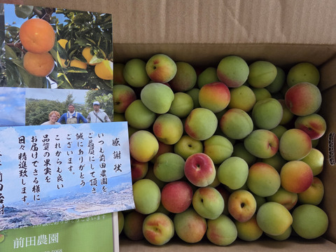 特別栽培】和歌山県産 南高梅2Lサイズ(梅干し用)5kg：和歌山県産の南