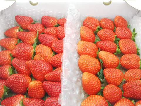 【約750g】【増量＆特価フェス開催！】【2品種イチゴ食べ比べ祭り！】【ご注文から1～8日以内に発送】