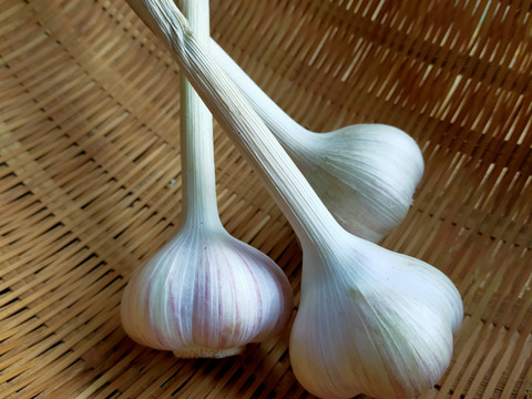 にんにくのパンチが効いた！にんにくおかず味噌