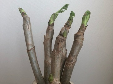ともみさん、専用２セットまとめ買い　
オリジナル　「竹花瓶付き」
『激レア』　タラの芽の原木
春を一足先に告げる南国の木の芽です。
栽培マニュアルもお付けします。