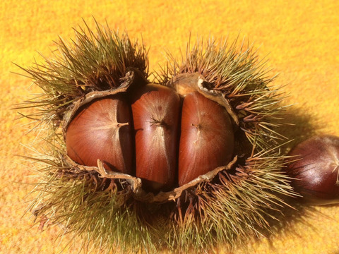 【農薬不使用】大粒で上品な味わい！遠州和栗(2kg)