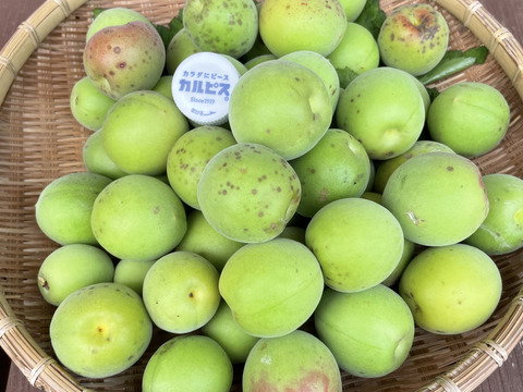 中熟梅　栽培期間中農薬不使用　化学肥料　除草剤不使用　農家直送　ご家庭用　5キロ　ご注文後収穫となります