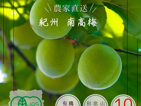 【特別栽培】紀州南高梅　青梅（訳あり）10kg