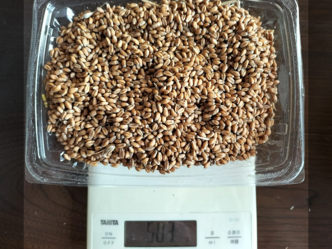 【自然栽培】玄小麦　500ｇ