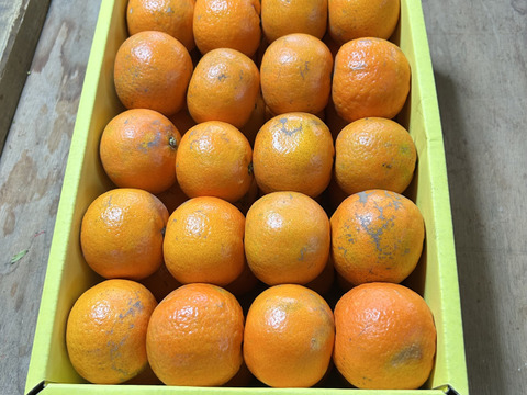 完熟タンカン　ご家庭用（5kg）