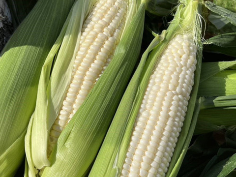 樋沢ブランド／限定1,000本／平均糖度20】とうもろこし ホイップ