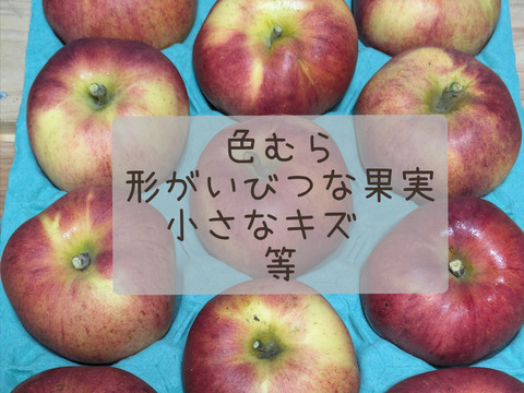 【規格外】『なかの真紅』　約2.7kg【希少品種】