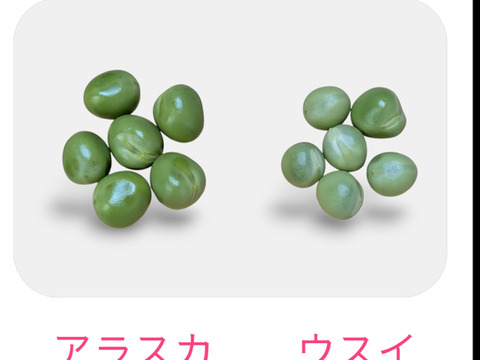 【冷蔵便】希少なエンドウ豆「アラスカ」 0.5kg