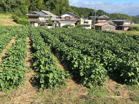 【自然栽培】丹波黒枝豆 サヤのみ1kg A品★農薬・肥料不使用｜旬の兵庫県産えだまめ