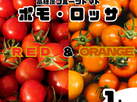 【ついに登場♫】高糖度フルーツトマト「ポモロッサ」（赤＋オレンジ　1kgBOX）