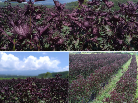 赤紫蘇シロップ6倍希釈610ｇ・赤紫蘇寒天ゼリー飲料詰め合わせ