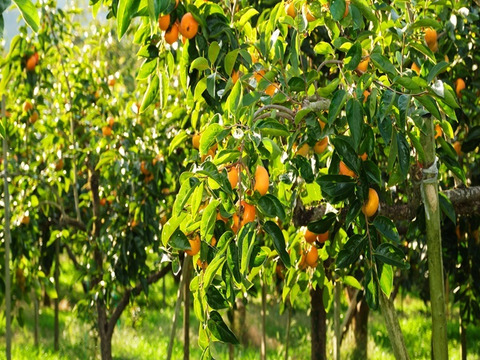 【あんぽ柿】＜ご家庭用に最適！＞（秀品）中サイズ10個段ボール箱入り