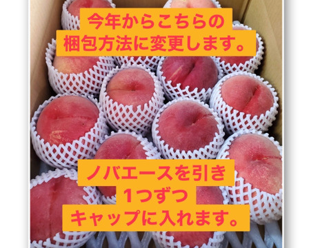 《予約商品》7月下旬～８月上旬 桃  白鳳 3キロ箱 6～11玉 長野県産