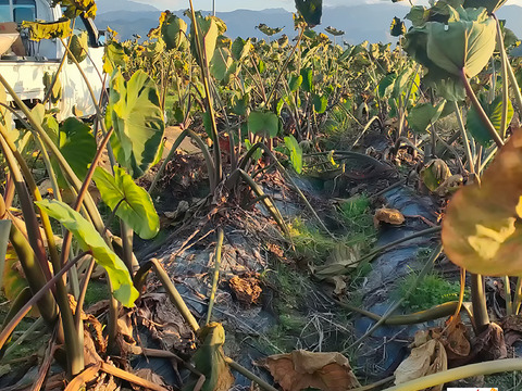 農家直送！セレベス(赤目芋)の里芋：2kg M~LLサイズ※参考写真は1kgです