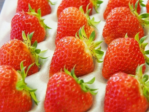 生食できる夏イチゴ 6月～11月発送 秋田県産 なつあかり 夏のしずく ご自宅用 ケーキやスイーツに レギュラーサイズ 2トレー 600g