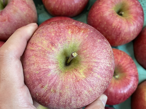 【個性溢れるりんごたち】『サンふじ』５キロ【１２〜２０玉入り】【家庭用】【訳あり】🍎山形りんご🍎