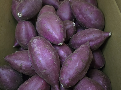 セール中！【新芋】シルクスイート　丸Sサイズ　10kg さつまいも