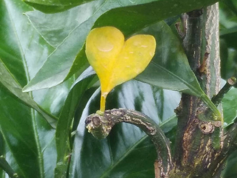 ゆら早生　箱込5kg　家庭用　山口岩国みかん　瀬戸内の恵み甘酸っぱいフレッシュなお味をお届けします！