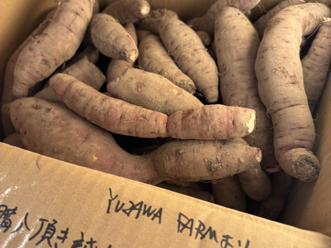 ［お得！］※傷あり 蜜たっぷり！富山県産『紅はるか』(10kg)