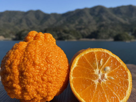 【柑橘食べ比べ】天草の宝石箱！栽培期間中農薬不使用 5種の柑橘セット　箱込み4kg　（河内晩柑、紅河内晩柑、甘夏、橙、不知火）