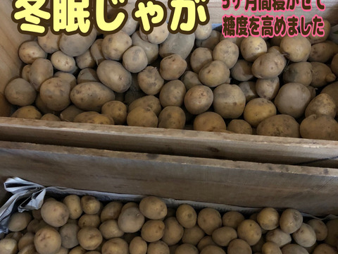※冬眠じゃが【農薬・化学肥料不使用栽培】2024年・青森県産 メークイン3ｋｇ