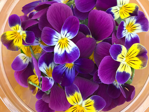 【期間限定】火曜、水曜発送なら30輪別に同梱プレゼント！伊勢志摩産JGAP認証エディブルフラワー ビオラ（３色すみれ）100輪＋おまけ３０輪 食用花 水耕栽培