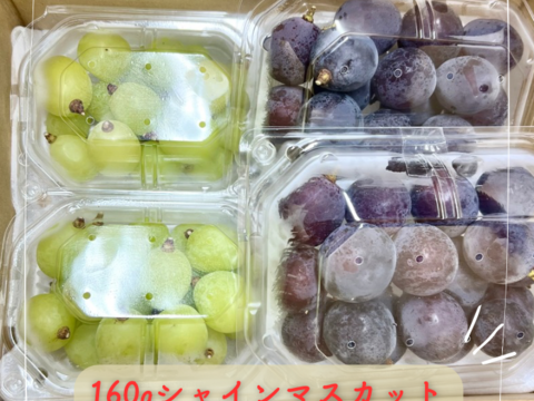 シャインマスカット ピオーネ セット4パック入り  皮ごとガブっと 秋田県産 ハロウィン お菓子 ケーキ プレゼント 誕生日  ギフト お取り寄せ ぶどう 葡萄 パック