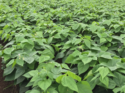 北海道の美味しいお豆！自家種　金時豆 約９００g