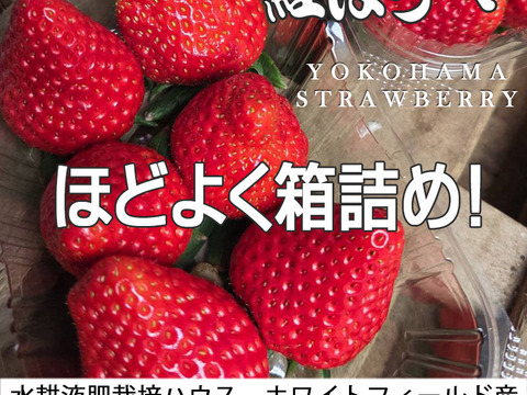 【増量しました】べにほっぺ30ｇ以上の大粒をたっぷり600g【通常便※遠方の方はクール便推奨】