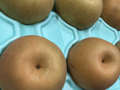今まつどの梨は新高！3キロ箱に5個〜7個入り猛暑をどうにか乗り切って登場。ちょっとキズはあります。日持ちする品種。自分用かご家族様にプレゼントはいかがでしょうか？