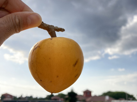 【限定割引！】沖縄産カニステル5個入りセット❗️(3月14日までのご注文)