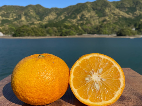 甘夏&紅甘夏　栽培期間中農薬不使用 柑橘セット　箱込み1kg　【柑橘食べ比べ】