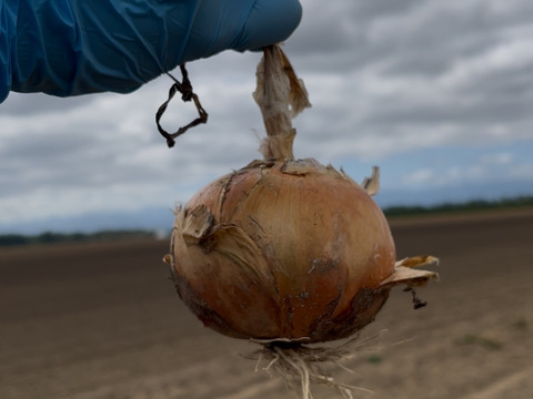 北海道産直播き『玉ねぎ🧅5kg‼️』肉厚で熱を通せば通すほど甘さ増す‼️