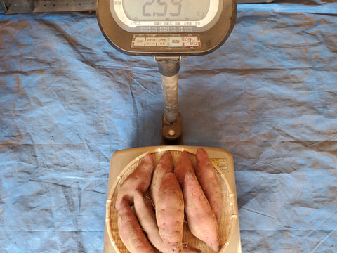 調理サイズ2.5kg/箱詰/洗浄済み　栗かぐや