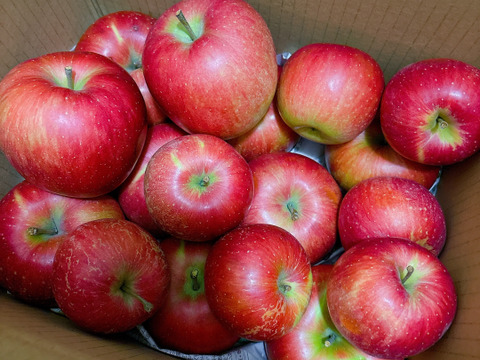 【家庭用】シナノスイート 約2.5kg 6-14玉 やさしい甘さでジューシー！ 順次発送中 訳あり#NAS0B025