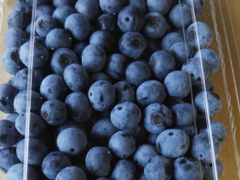 《生食用》完熟 生ブルーベリー 2kg
甘くてパクパク食べちゃう(^-^)
