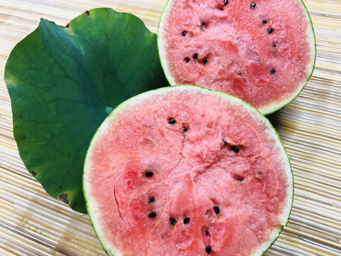 ❣️種ごと食べられる❣️薄皮極甘シャリシャリ食感小玉西瓜【ピノガール】2玉3.5kg以上《大阪府エコ農産物“大阪産（もん）”農薬・化学肥料不使用認証》