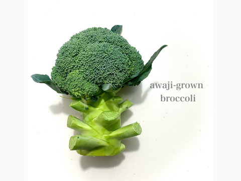 【穫れたて新鮮直送！】淡路島　減農薬　ブロッコリー　8本　免疫力アップ　野菜