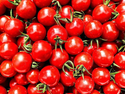 甘恋トマト ～濃厚ジューシー果汁～ 【1kg】