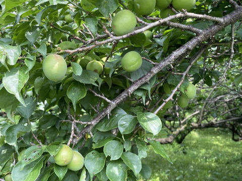 中熟梅　栽培期間中農薬不使用　化学肥料　除草剤不使用　農家直送　ご家庭用　5キロ　ご注文後収穫となります