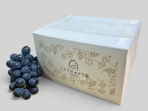 【夏ギフト】彩り2色セット シャインマスカット＋黒耀(ブラックビート)