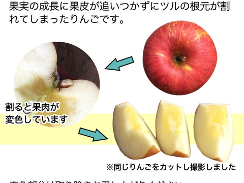 【家庭用】シナノホッペ 約2.5kg(7-14玉) 長野生まれの希少なりんご 11月上旬頃発送開始予定 #NAH0B025
