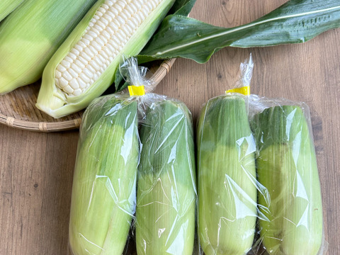 訳あり白いとうもろこし【12本】