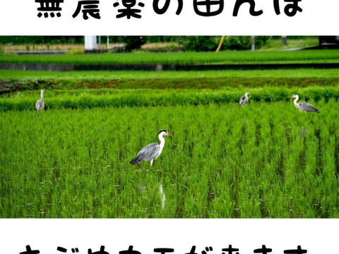当店だけの限定モデル 奇跡の🌾お米 30kg 30年間農薬不使用「ありがとまい 玄米 米・雑穀・粉類