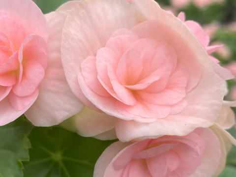 【贈答用】上品なライトピンク！ファンの多いエラチオールベゴニア【ルイーズ】4.5寸