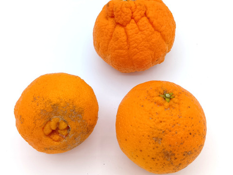 不知火（わけあり・加工用）【4.5kg】